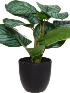 4Living silkkimaija muoviruukussa Clearance